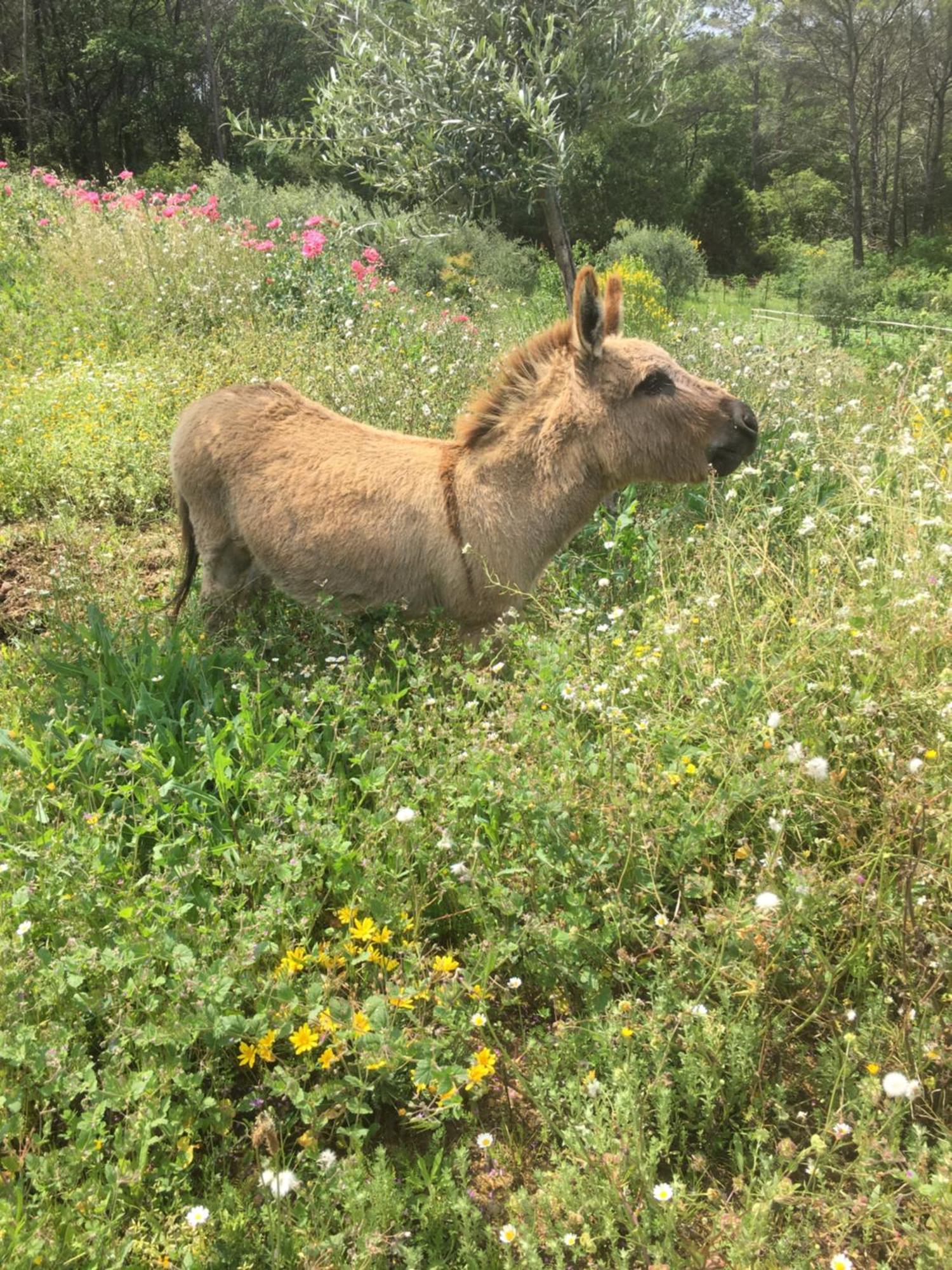 فيلا Les Genets فايانس المظهر الخارجي الصورة